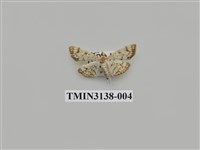 藏品(螟蛾276)的圖片